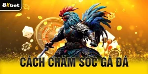 Cách chăm sóc gà đá