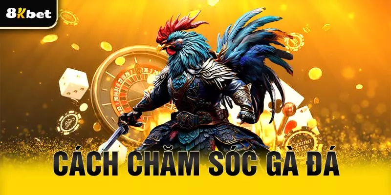 Cách chăm sóc gà đá